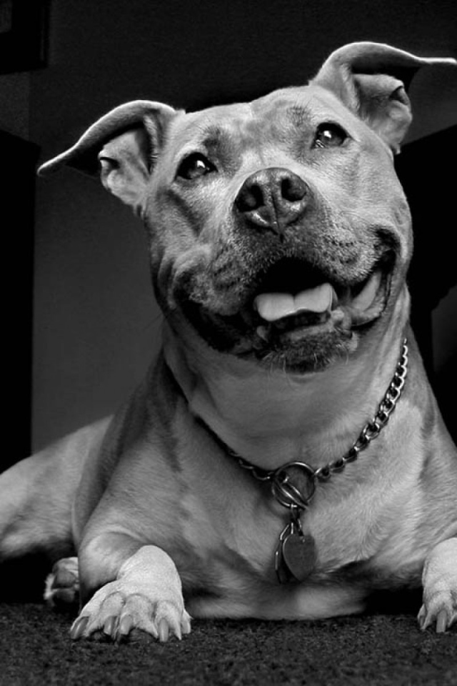 Улыбчивый пес питбуль