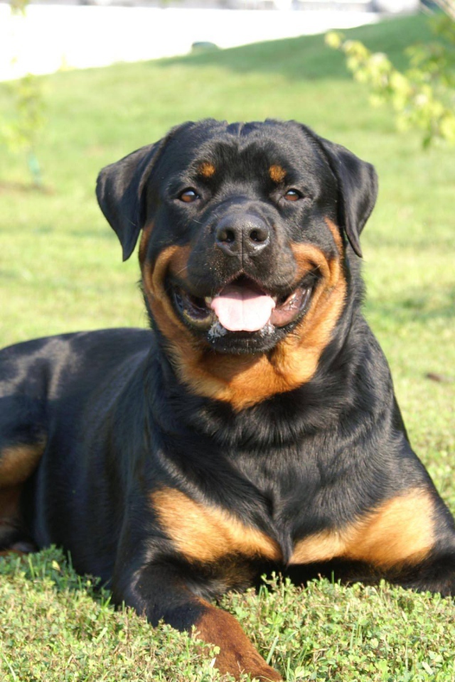 Улыбающийся пес ротвейлер