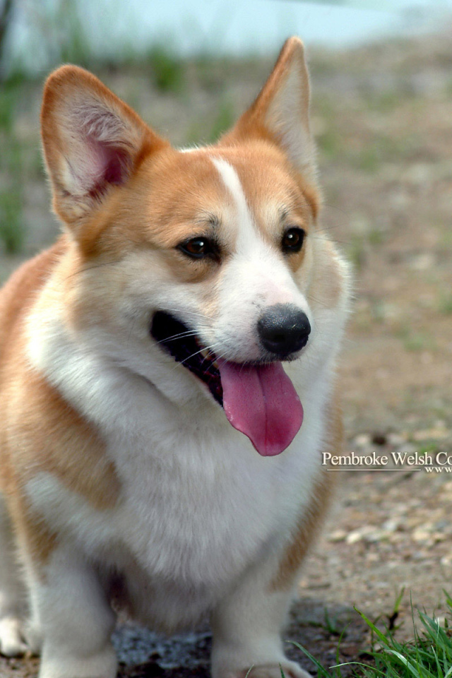 Улыбающийся пес вельш-корги