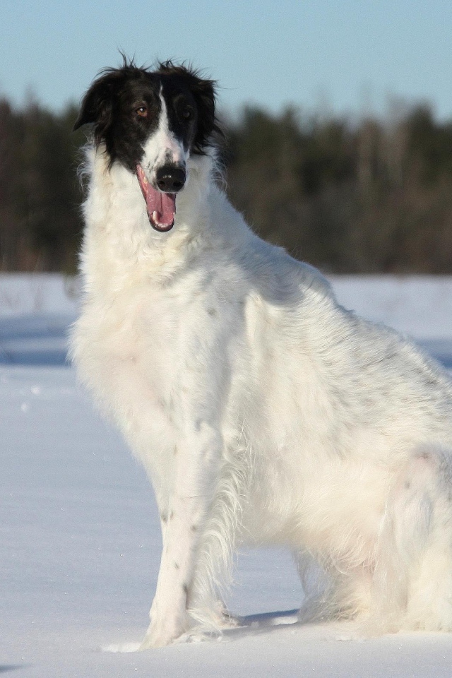 Улыбчивая борзая собака