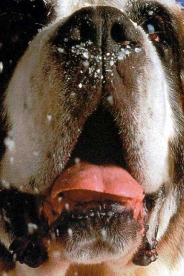 Снег на морде сенбернара
