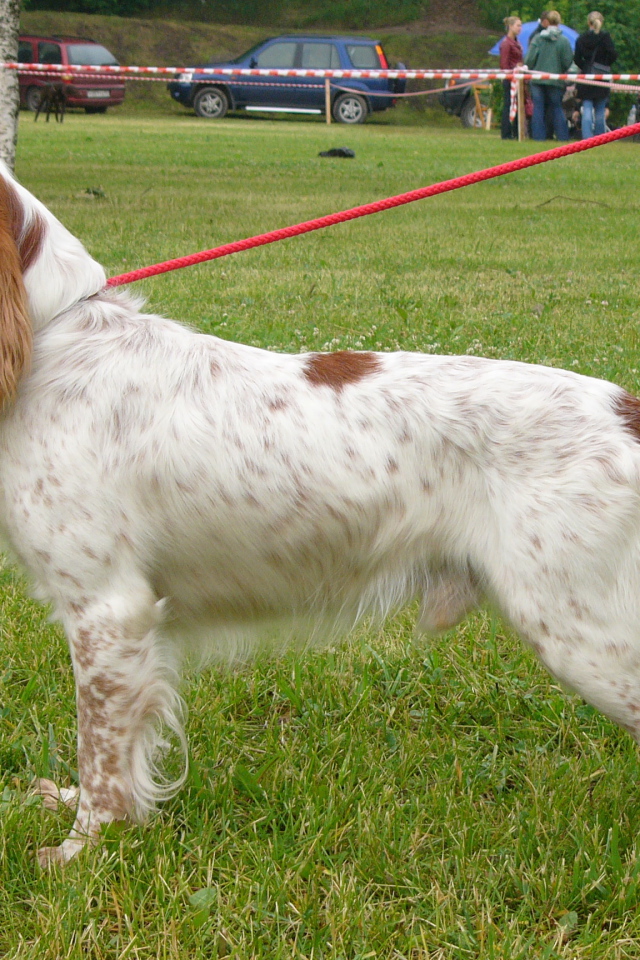 Собака спаниель на выставке