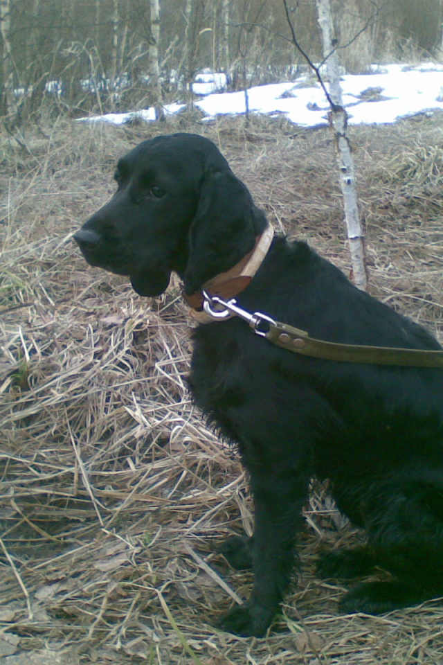 Собака спаниель в весеннем лесу