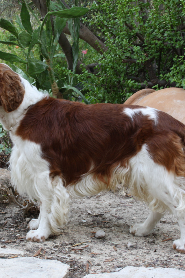 Собака спаниель в саду