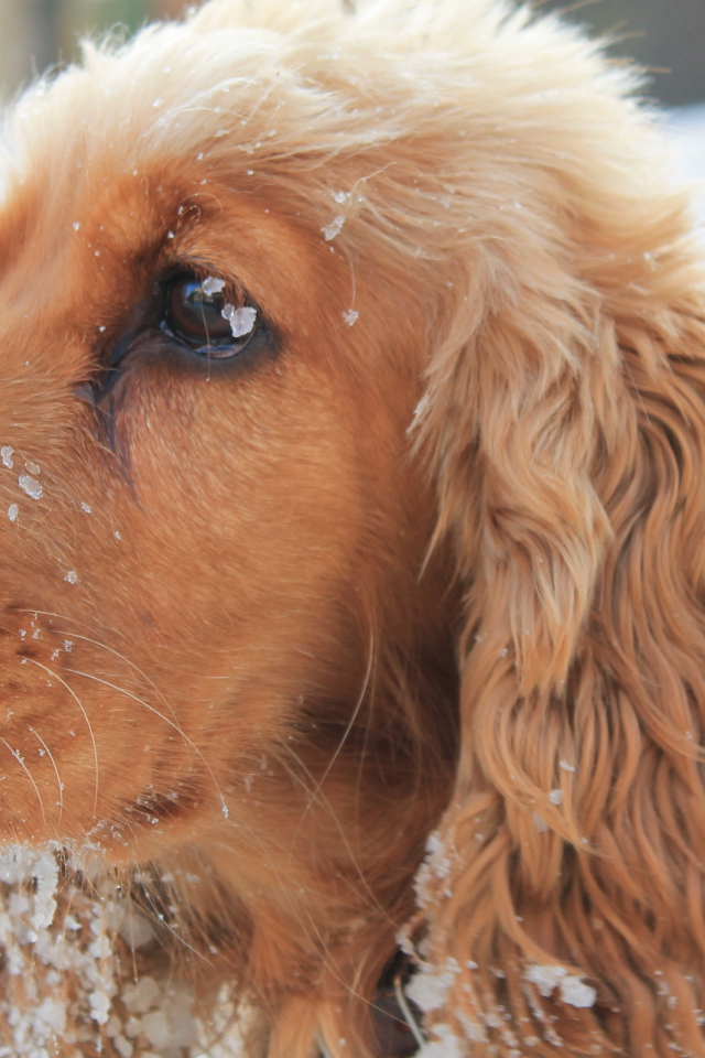 Собака спаниель в снегу