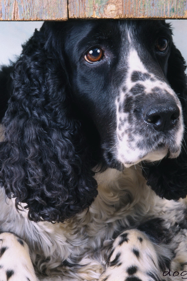 Пес спаниэль смотрит в окно