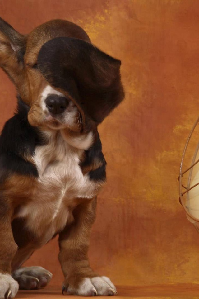 Собака спаниель у вентилятора