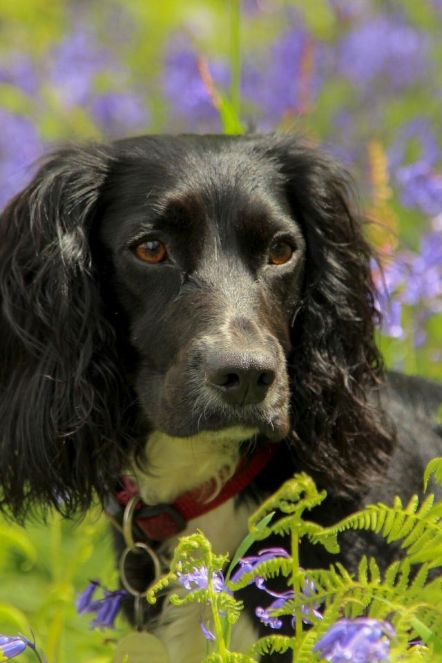 Спаниель в весеннем цвету