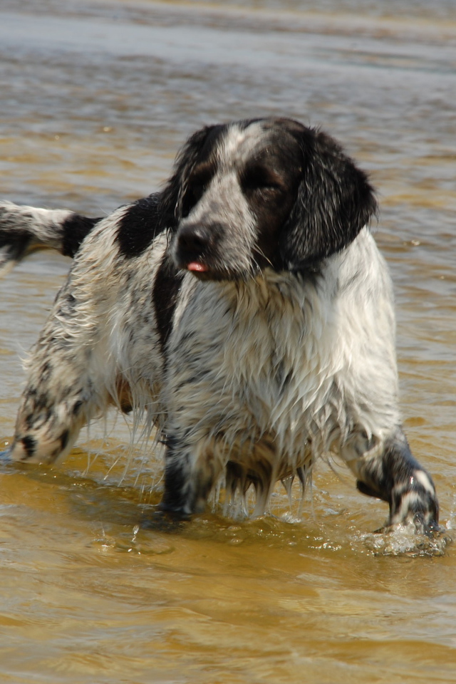 Спаниель играет в воде
