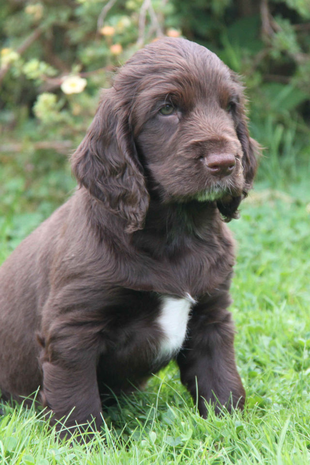 Щенок спаниель в поле