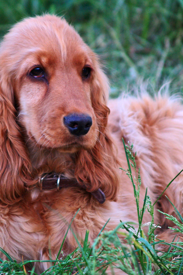 Спаниель гуляет на лугу