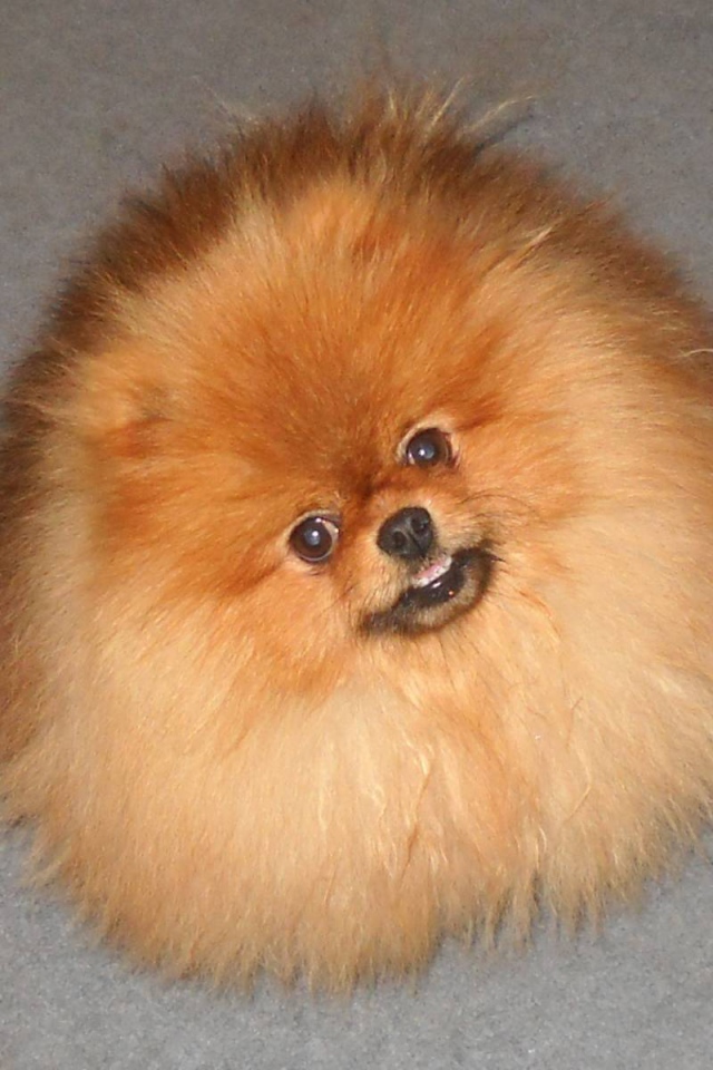 Шпиц пушистое облако