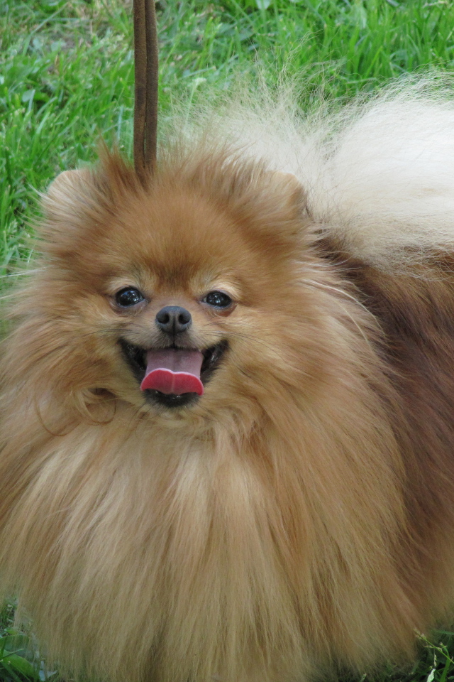 Шпиц на лугу улыбается