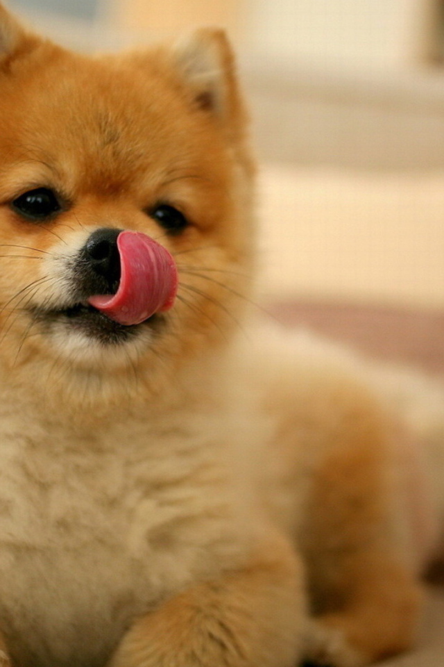 Шпиц облизывает нос