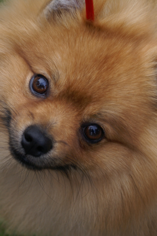 Шпиц смотрит в камеру