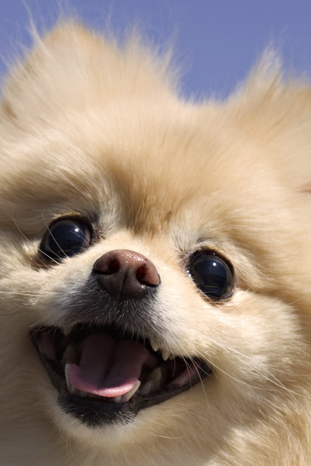 Шпиц на фоне неба