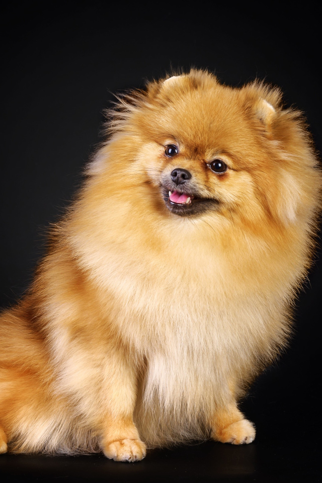 Шпиц на черном фоне