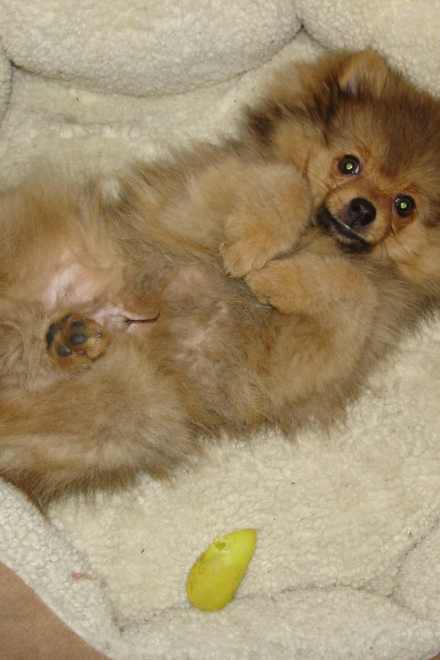 Шпиц отдыхает в кроватке