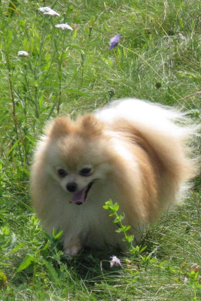 Шпиц бежит по лугу