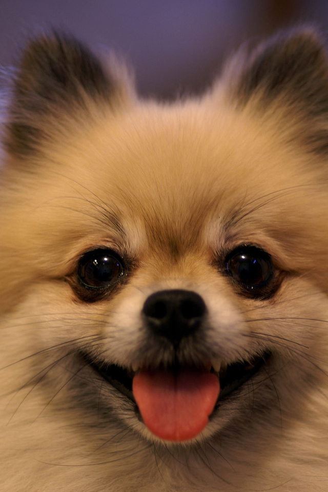 Шпиц показывает язык