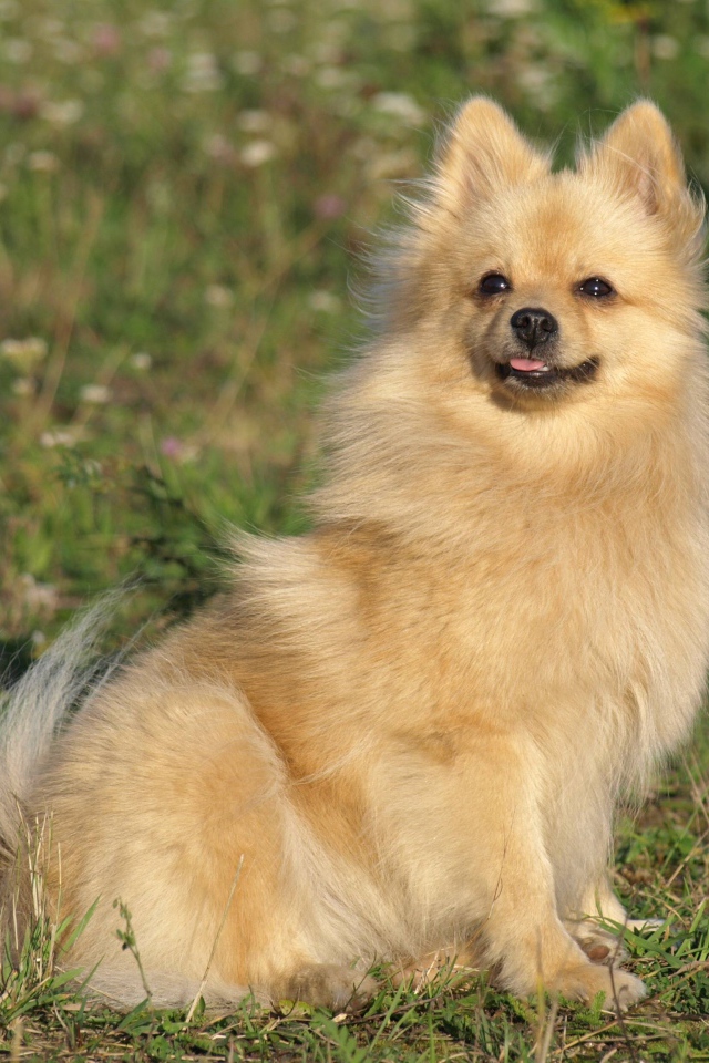 Шпиц на прогулке