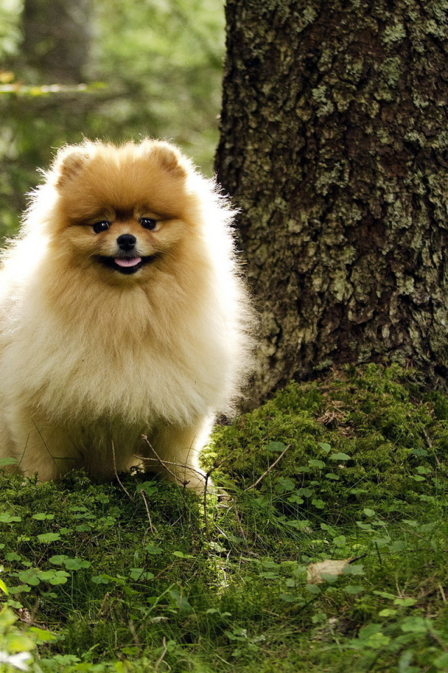 Шпиц гуляет в лесу