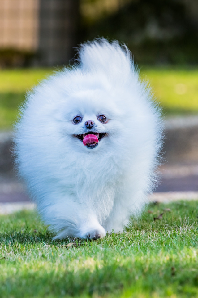 Шпиц белое облако