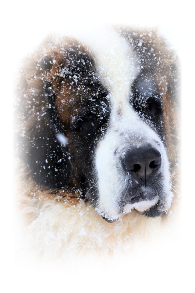 Сенбернара присыпало снегом