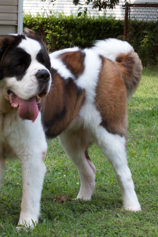 Сенбернар во дворе