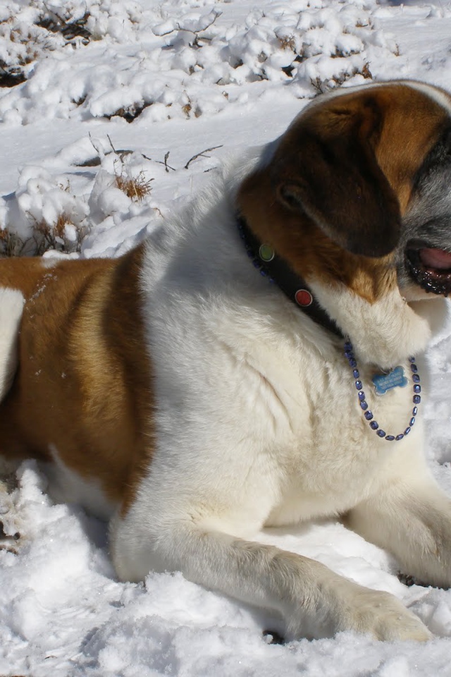 Сенбернар лежит в снегу