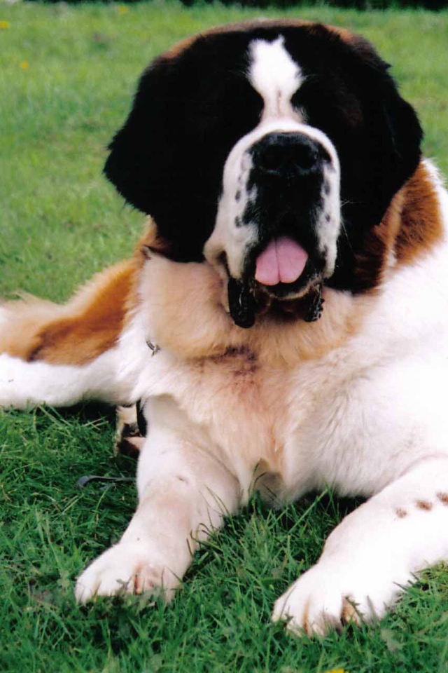 Сенбернар лежит на газоне