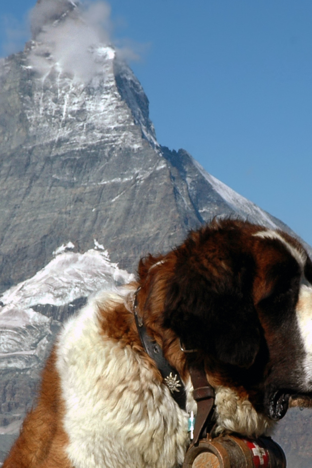 Сенбернар на фоне горы