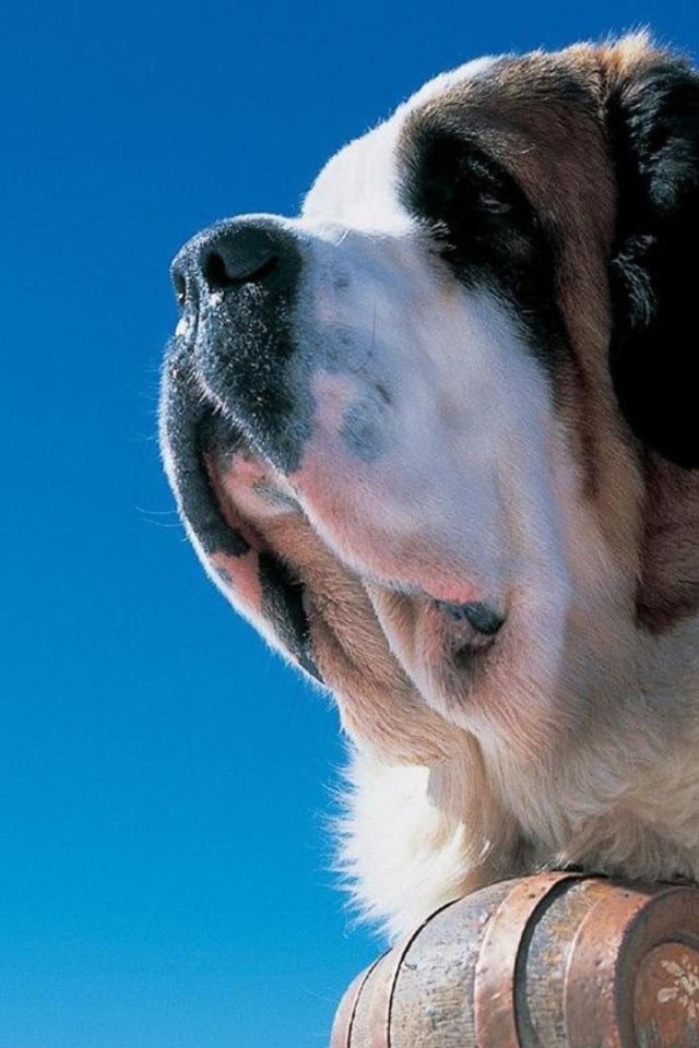 Сенбернар на фоне неба