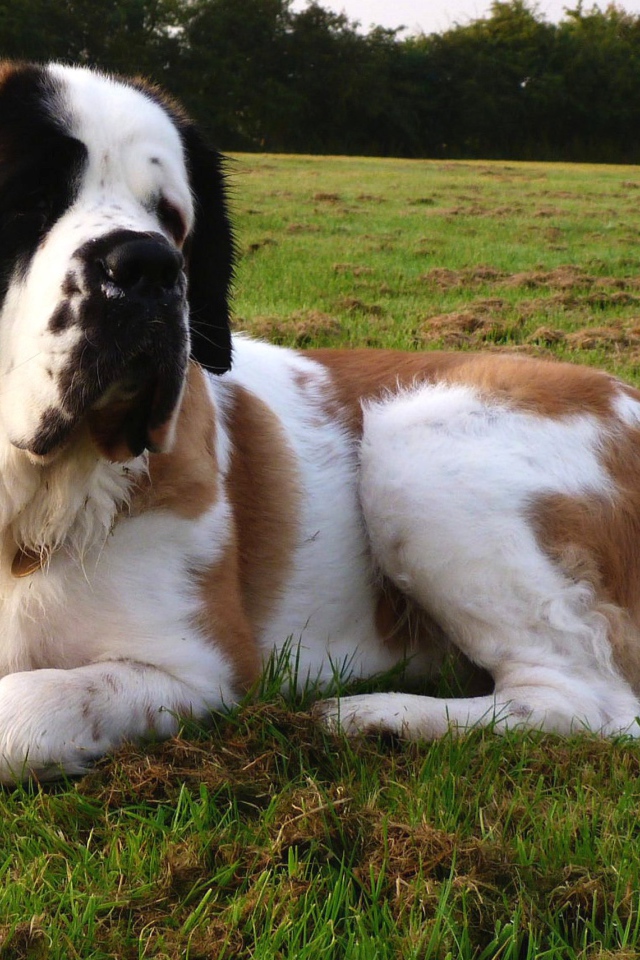 Сенбернар отдыхает на газоне