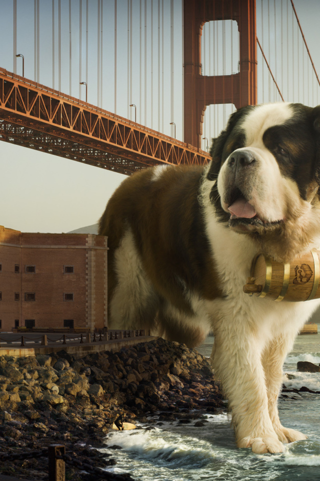 Сенбернар в Сан-Франциско