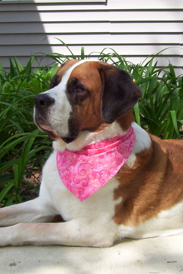 Сенбернар в розовой повязке