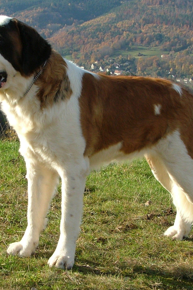 Сенбернар в Альпах