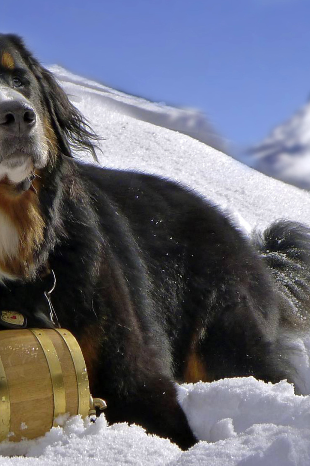 Сенбернар в горах