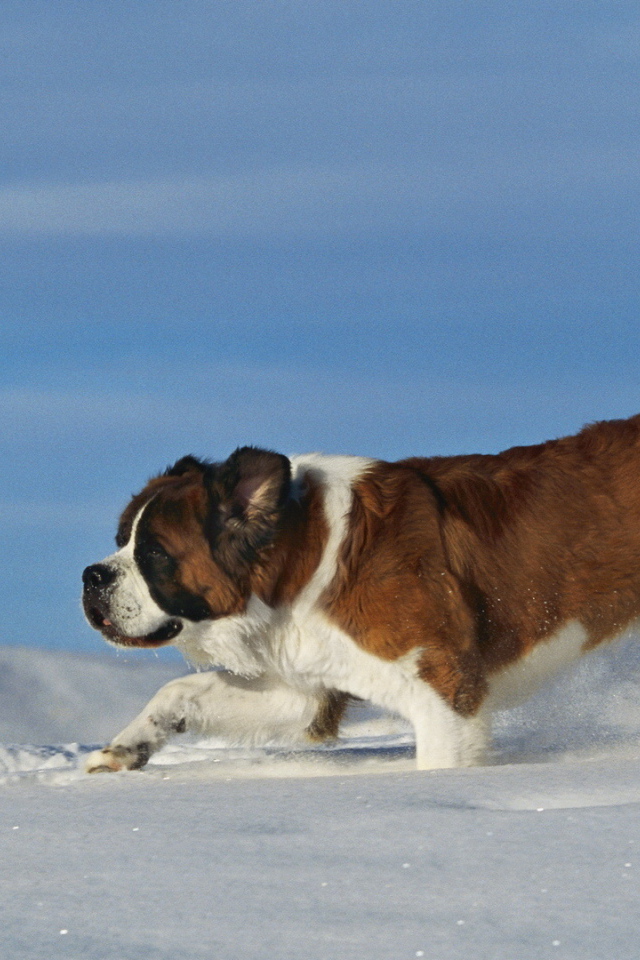 Сенбернар в сугробе