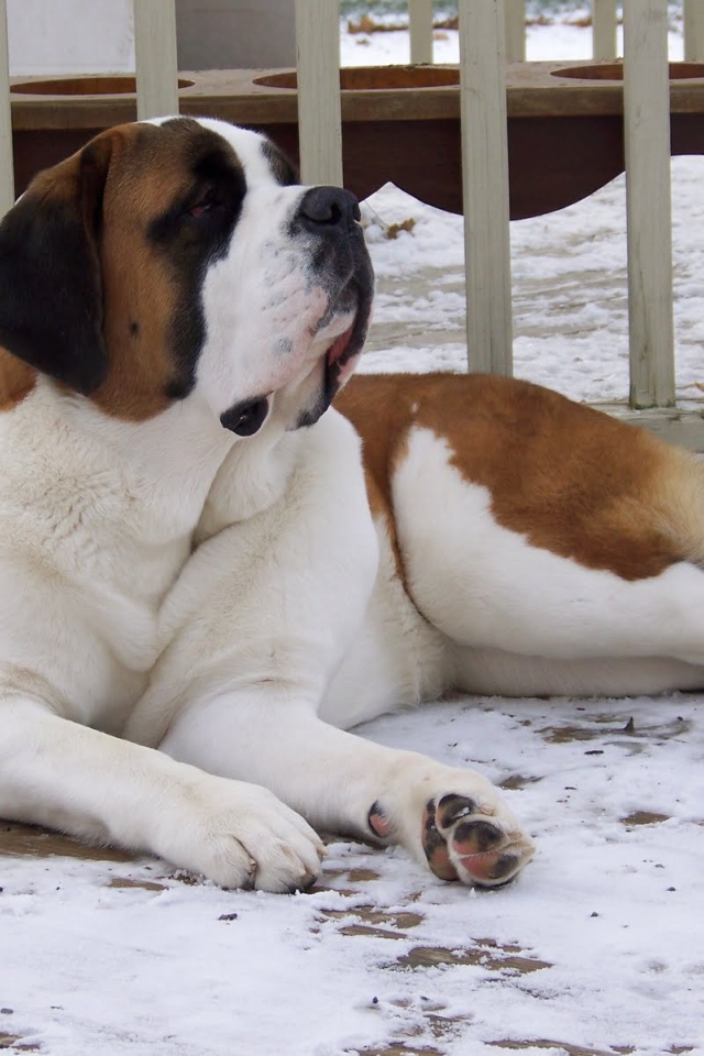 Сенбернар лежит у забора