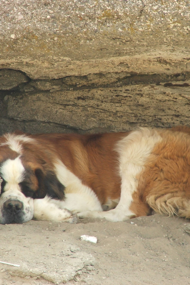 Сенбернар прилег отдохнуть под скалой