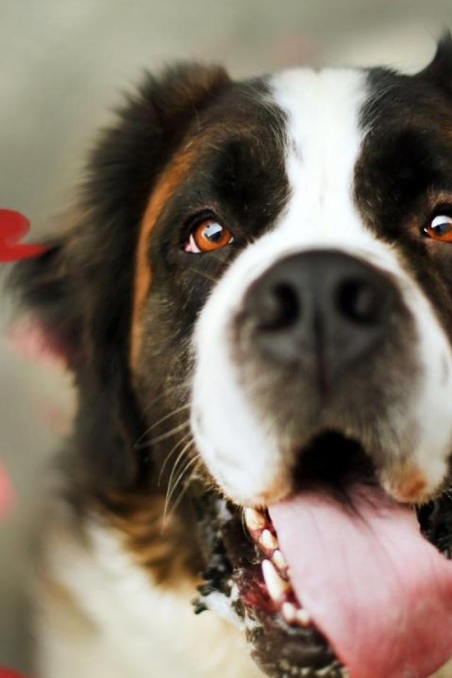 Сенбернар среди сердец