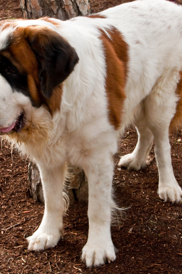 Сенбернар на земле