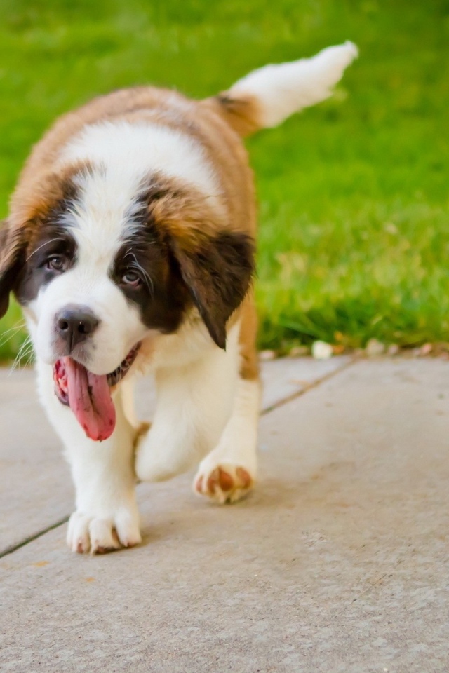 Сенбернар на дорожке