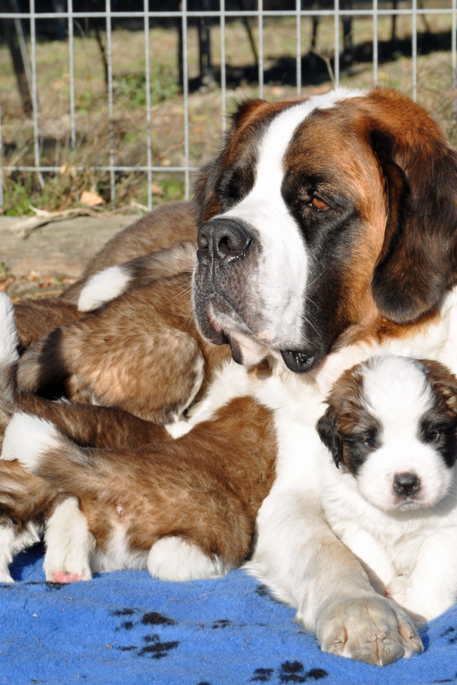 Мама сенбернар с щенками