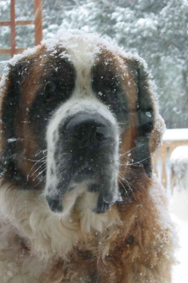 Сенбернара заметает снегом