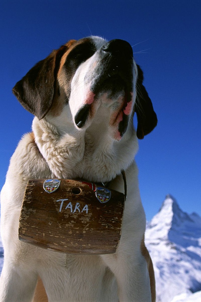 Сенбернар с бочонком вина