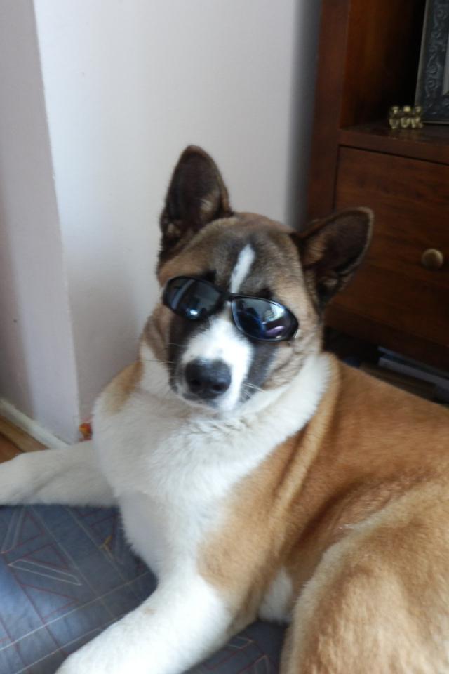 Крутой пес американская акита