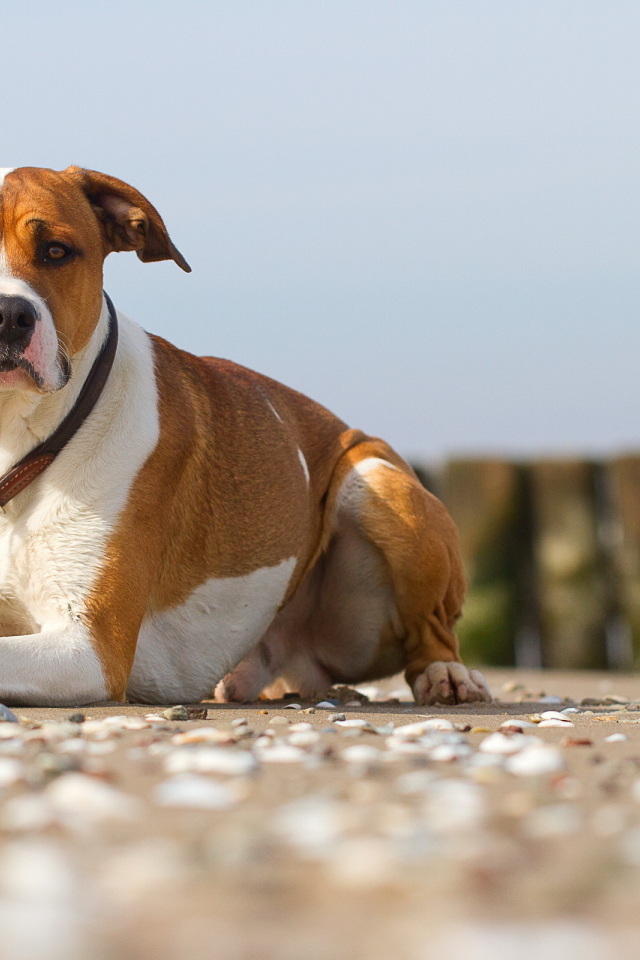 Строгий взгляд пса