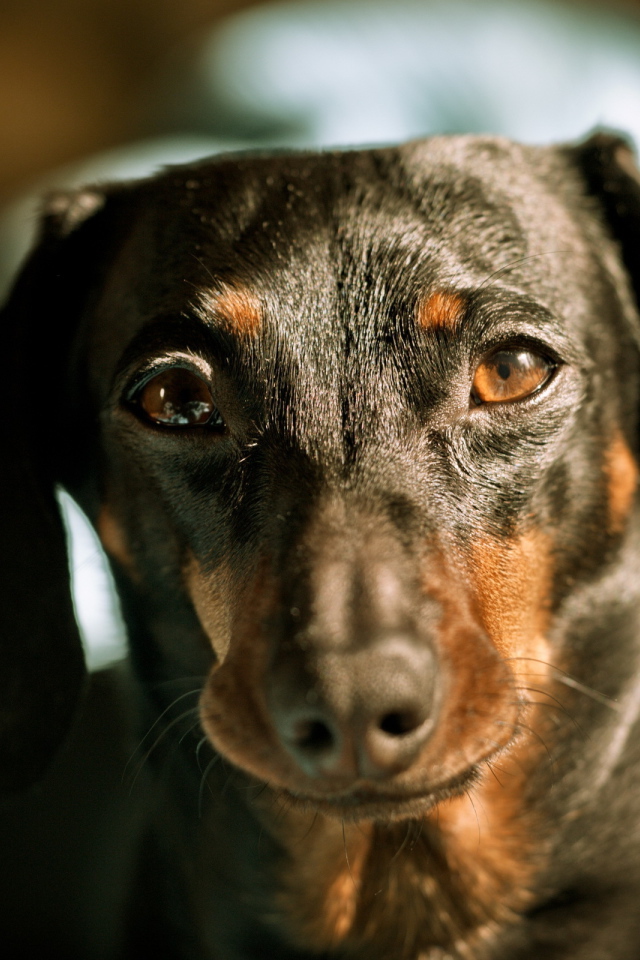 Строгий взгляд таксы